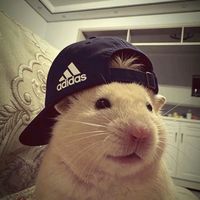 original sound - 🎶🎧SAK MUSIC🎧🎶