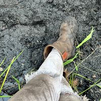 suara asli - Schizo.id