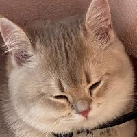 snownoy_8