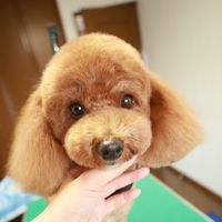 momochan.leokun