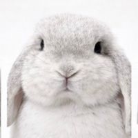 merrymollybunnies