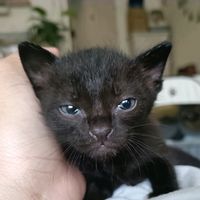 momofthreecat