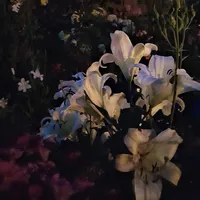 original sound - yenessii