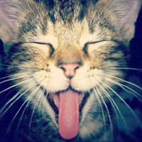 nhạc nền - xius𓍯𓂃