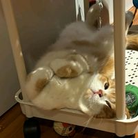 เสียงต้นฉบับ - BassHangHang.