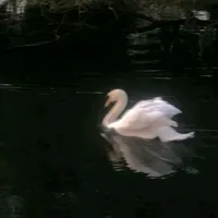 original sound - miiru_typist