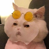 rabbhdhdvs