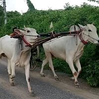 aungkyawphyoe2