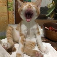 original sound - kat_kat