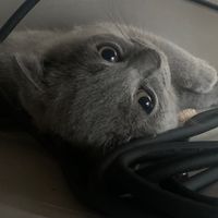 original sound - Mat Habuk