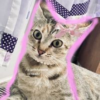 .gatinhamaria