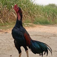 naveed2162