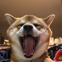 oossaannnniikkii0602