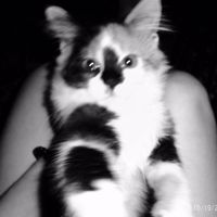 оригинальный звук