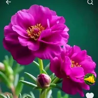 original sound - abdul.mannan.gadi