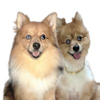 original sound - Anping Jia