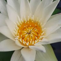 nhạc nền - THÍCH MỘNG MƠ