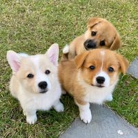 corgidogs
