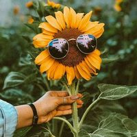 เสียงต้นฉบับ - @New_Templates