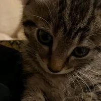 original sound - kitten00020