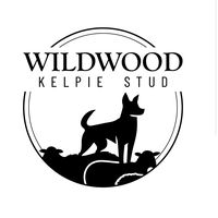 wildwood_kelpie_stud