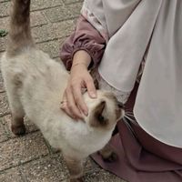 الصوت الأصلي - M