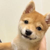 _chacha_mameshiba_