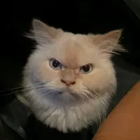 original sound - delulustitch