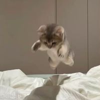 보쌈 보이스톡