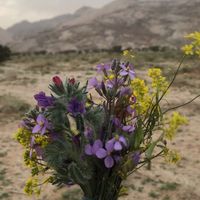 khalilalotaibi6