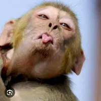 original sound - curut890