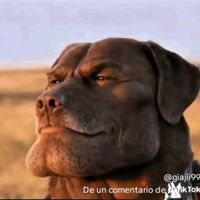 darmax54