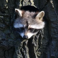 tarotno0