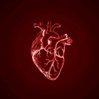 suara asli - honeycoves_