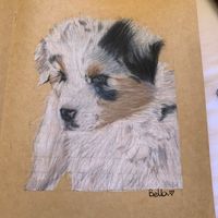 belladr4ws