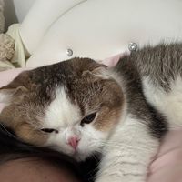 เสียงต้นฉบับ - ปอเหมียว