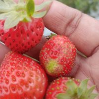 suara asli - Tikadia2