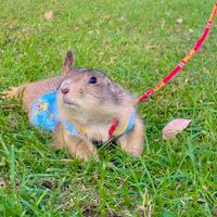 jafarprairiedog