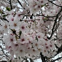 오리지널 사운드 - user86970770338191