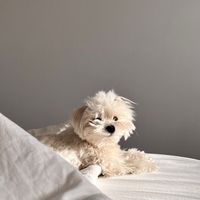 picopicoco