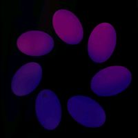 sego_1.7