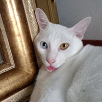cats.78965