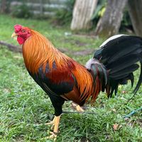 aamgamefarm