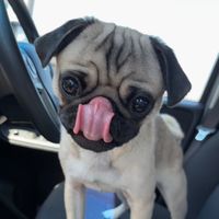 pug_.518