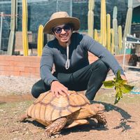 pasangsulcata