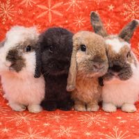 puifai_bunny