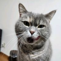 オリジナル楽曲 - にゃん