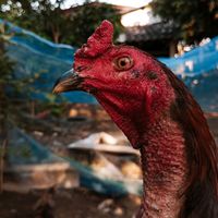 เสียงต้นฉบับ - วัยรุ่นไก่ชน
