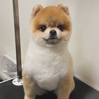 オリジナル楽曲 - ポメラニアンのはるくん