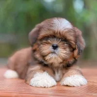 original sound - s.kirashi